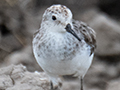 Little Stint, Big Marsh, Ndutu Area, Tanzania