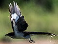 Long-tailed Fiscal, Lemiani Circuit Tarangire NP, Tanzania