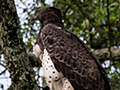 Martial Eagle, Game Drive, Tarangire NP, Tanzania