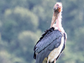 Marabou Stork, Ngorongoro Crater, Tanzania