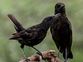 Northern Anteater-Chat, Ngorongoro Crater, Tanzania