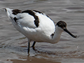 Pied Avocet, Big Marsh, Ndutu Area, Tanzania