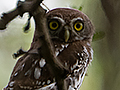 Pearl-spotted Owlet, Mkomazi NP, Tanzania