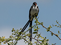Pin-tailed Whydah, Drive Through the Central Serengeti, Tanzania