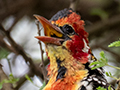 Red-and-yellow Barbet, Lake Manyara NP Game Drive, Tanzania