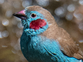 Red-cheeked Cordonbleu, Lake Manyara Serena Safari Lodge, Tanzania