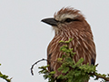 Rufous-crowned Roller, Seronera area, Serengeti NP, Tanzania