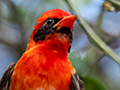 Red-headed Weaver, Matete Picnic Area, Tarangire NP, Tanzania