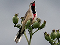 Rosy-patched Bushshrike, en route Same > Mullers Mountain Lodge, Tanzania