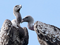 Rppell's Griffon, Ngorongoro Crater, Tanzania
