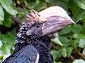 Silvery-cheeked Hornbill, Lake Manyara NP Game Drive, Tanzania