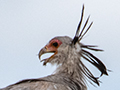 Secretarybird, Lemiani Circuit Tarangire NP, Tanzania