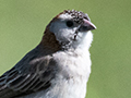 Speckle-fronted Weaver, Big Marsh, Ndutu Area, Tanzania