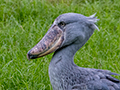 Shoebill, Tanzania
