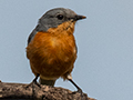 Silverbird, Seronera area, Serengeti NP, Tanzania