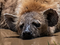 Spotted Hyena, Drive Through the Central Serengeti, Tanzania
