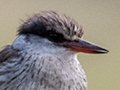 Striped Kingfisher, Lemiani Circuit Tarangire NP, Tanzania