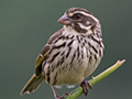 Streaky Seedeater, Ngorongoro Crater, Tanzania