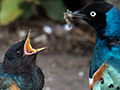 Superb Starling, Drove from Ang'Ata to Arusha, Tanzania