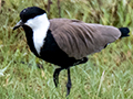 Spur-winged Lapwing, Lake Manyara NP Game Drive, Tanzania