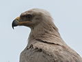 Tawny Eagle, Seronera area, Serengeti NP, Tanzania