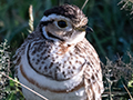 Three-banded Courser, Big Marsh, Ndutu Area, Tanzania