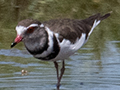 Three-banded Plover, Big Marsh, Ndutu Area, Tanzania