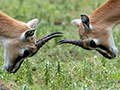 Thomson's Gazelle, Ngorongoro Crater, Tanzania