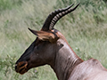 Topi, Seronera Area, Serengeti NP, Tanzania