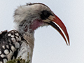 Tanzanian Red-billed Hornbill, a Tanzanian Endemic, Seronera area, Serengeti NP, Tanzania