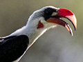 Von der Decken's Hornbill, Tarangire NP, Tanzania