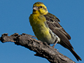 Vitelline Masked-Weaver, Big Marsh, Ndutu Area, Tanzania