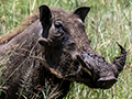 Warthog, Seronera area, Serengeti NP, Tanzania