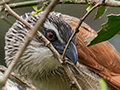 White-browed Coucal, Mkomazi NP, Tanzania