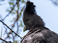 White-bellied Go-away-bird, en Route to Lake Manyara Serene Mountain Lodge, Tanzania