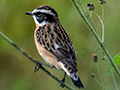 Whinchat, Seronera area, Serengeti NP, Tanzania