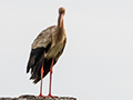 White Stork, Seronera area, Serengeti NP, Tanzania