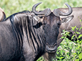 Wildebeest (2), Drive Through the Central Serengeti, Tanzania