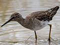 Wood Sandpiper, Tarangire NP, Tanzania