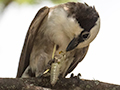 White-rumped Shrike