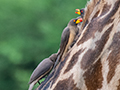Yellow-billed Oxpeckers on a Masai Giraffe, Tarangire NP, Tanzania