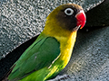 Yellow-collared Lovebird, Tarangire NP, Tanzania