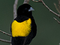 Yellow Bishop, Ngorongoro Crater, Tanzania