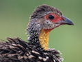 Yellow-necked Francolin, Small Serengeti, Tarangire NP, Tanzania