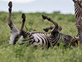Frolicking Zebra, Drove from Ang'Ata to Arusha, Tanzania
