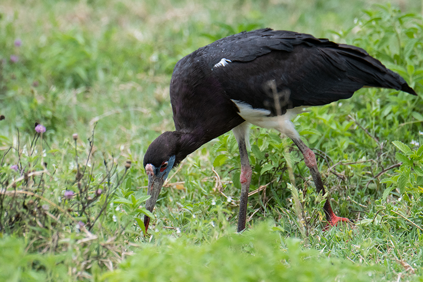 Abdim's Stork, Ngorongoro Crater, Tanzania