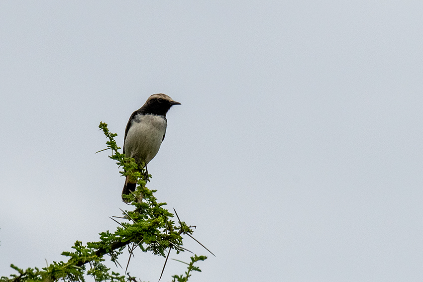Abyssinian Wheatear, The Lark Plains, Tanzania