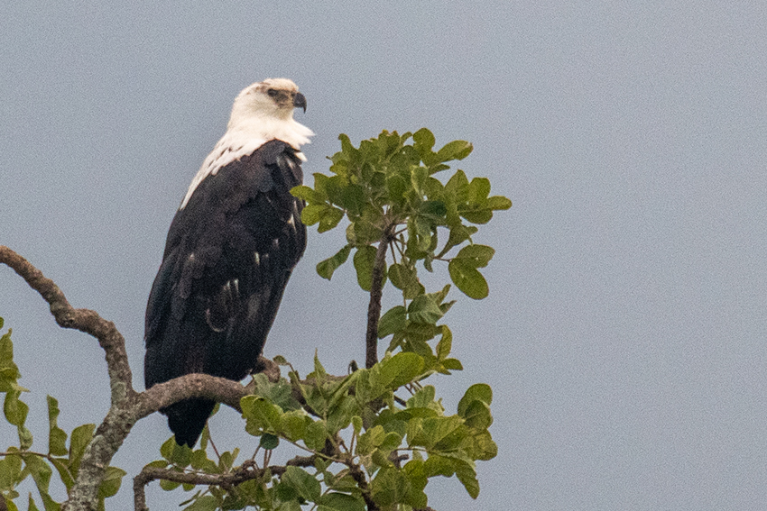 African Fish-Eagle, Small Serengeti, Tarangire NP, Tanzania