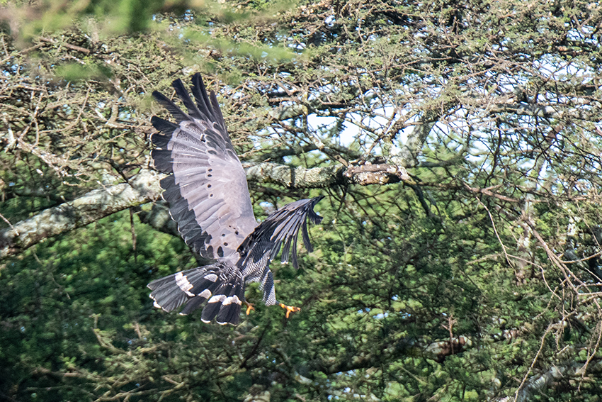 African Harrier-Hawk, Big Marsh, Ndutu Area, Tanzania