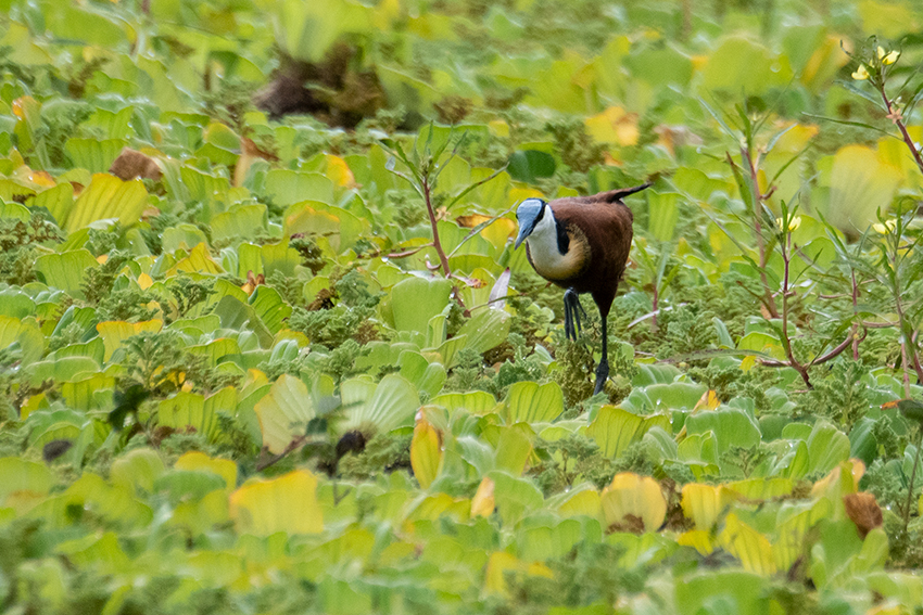 African Jacana, Tarangire NP, Tanzania